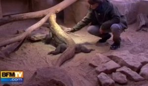 Les animaux du zoo Thoiry face au froid