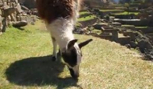 Skate : "Yo Llama! Llama!" - Momentum Peru Tour