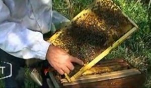Claude Poirot et ses abeilles au boulot (Vendée)