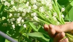 Le Muguet menacé par la météo! (Loire Atlantique)