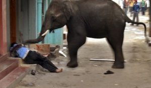 L'éléphant écrase un passant