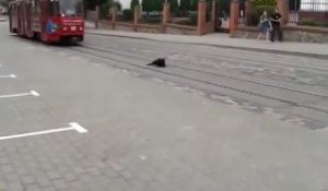 Chien et Tramway