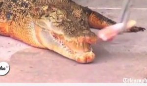Zapping décalé : le mystère du crocodile qui devient orange