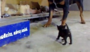 Un rottweiler Vs. un chaton noir