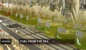 Les algues : le carburant de demain