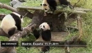 Les pandas jumeaux du zoo de Madrid jouent... - no comment