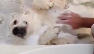 Casper, le chien qui aime prendre le bain