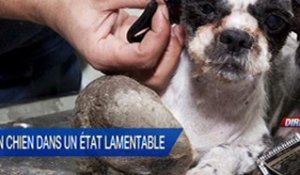 Toto le chien très sale du Quebec