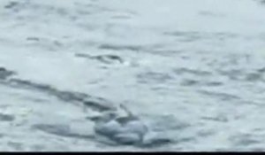 Un monstre marin filmé en Islande : Lagarfljóts Worm