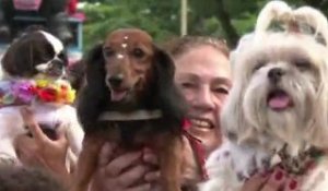 A Rio, les animaux ont aussi leur carnaval