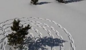 Des cercles et ronds dans la neige