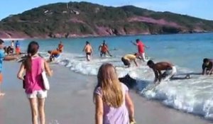 30 dauphins sauvés de façon incroyables