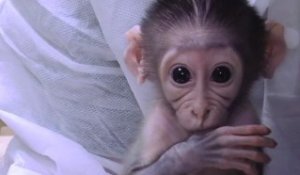 Un singe vole un appareil photo pour faire un doigt d'honneur !