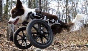 Roosevelt, le chien sur roues