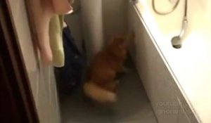 Un chat veut qu'on laisse la porte ouverte