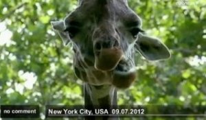 Légos grandeur nature au zoo de New York - no comment