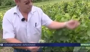 La vigne en mauvais état dans l'Aisne