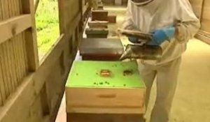 Les abeilles et le mauvais temps à Rouen