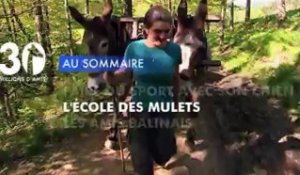 Sommaire émission 30 Millions d'Amis 1/9/2012