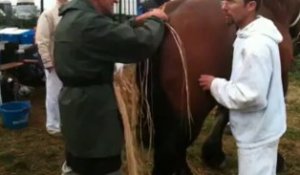 Dimanche, la journée du cheval de trait ardennais à Libramont