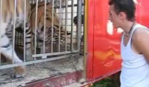 Fosses-la-Ville: voici le tigre qui a griffé un enfant