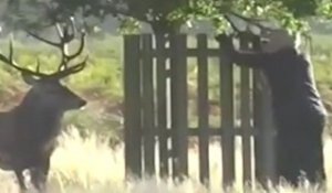 Il se retrouve prisonnier d'un cerf dans un parc londonien