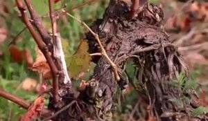 Beaujolais 2012 : une récolte rare, un vin précieux