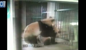 Du Panda porn pour les pandas de Chengdu