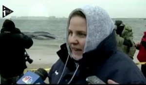 Une baleine s'échoue à New York