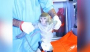 Un singe envoyé dans l'espace selon les médias iraniens