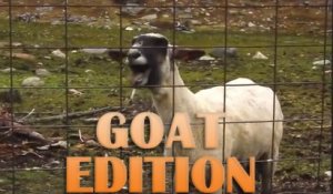 Compilation cri du mouton et chèvre dans les chansons