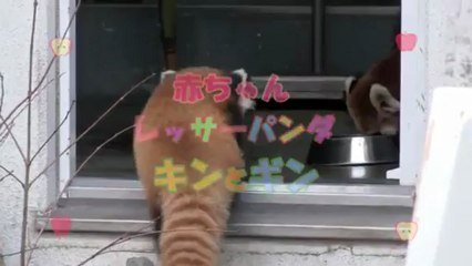 Un Bebe Panda Tres Peureux Sur Orange Videos