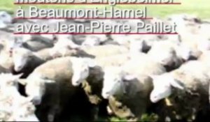 La transhumance des moutons en Haute-Somme