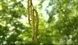 Avec le printemps, le retour des allergies