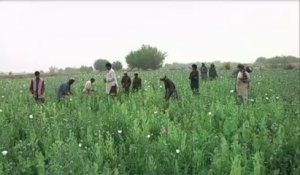 L'opium se porte bien en Afghanistan