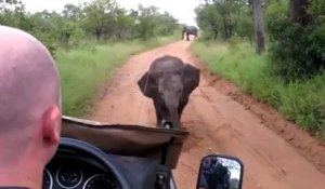 Un éléphanteau essaie d'intimider des touristes