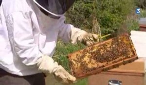 Protection européenne des abeilles : réactions en Haute-Normandie