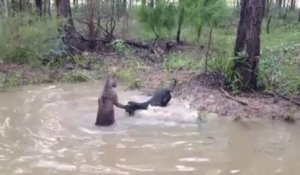 Un kangourou essaie de noyer un chien