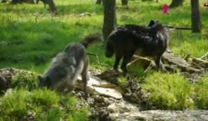 Les loups noirs Timberwolf s'installent au Parc Sainte Croix