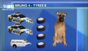 Illustration d'un chien qui mord des pneus au JT 3 News