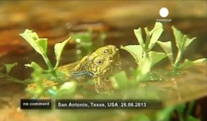 La tortue à deux têtes du zoo de San Antonio - no comment