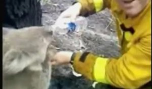Sam, le koala australien rescapé des flammes