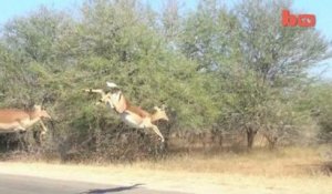 Un guépard chasse des antilopes au milieu de touristes