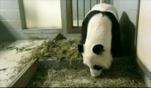Un panda géant accouche de jumeaux au zoo d'Atlanta