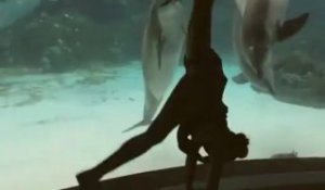 Une fille fait rire un dauphin en réalisant des figures
