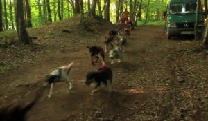 Randonnée en forêt de Tronçais : cani-kart