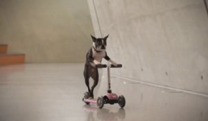 Skating Dogs visiting the Mercedes-Benz Museum