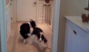 2 chiens dansent quand ils entendent la "chanson du dîner"