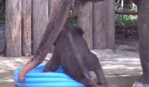 Un Bébé éléphant joue dans une piscine gonflable - Trop mignon