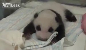 Un bébé panda rencontre sa mère pour la première fois.... Zoo de Taipei